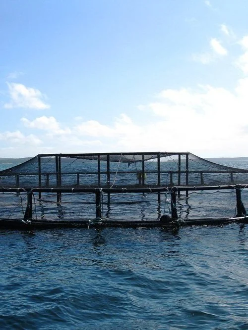 To Net-Pen or Not to Net-Pen? Debates Over Industry Termination in Washington State