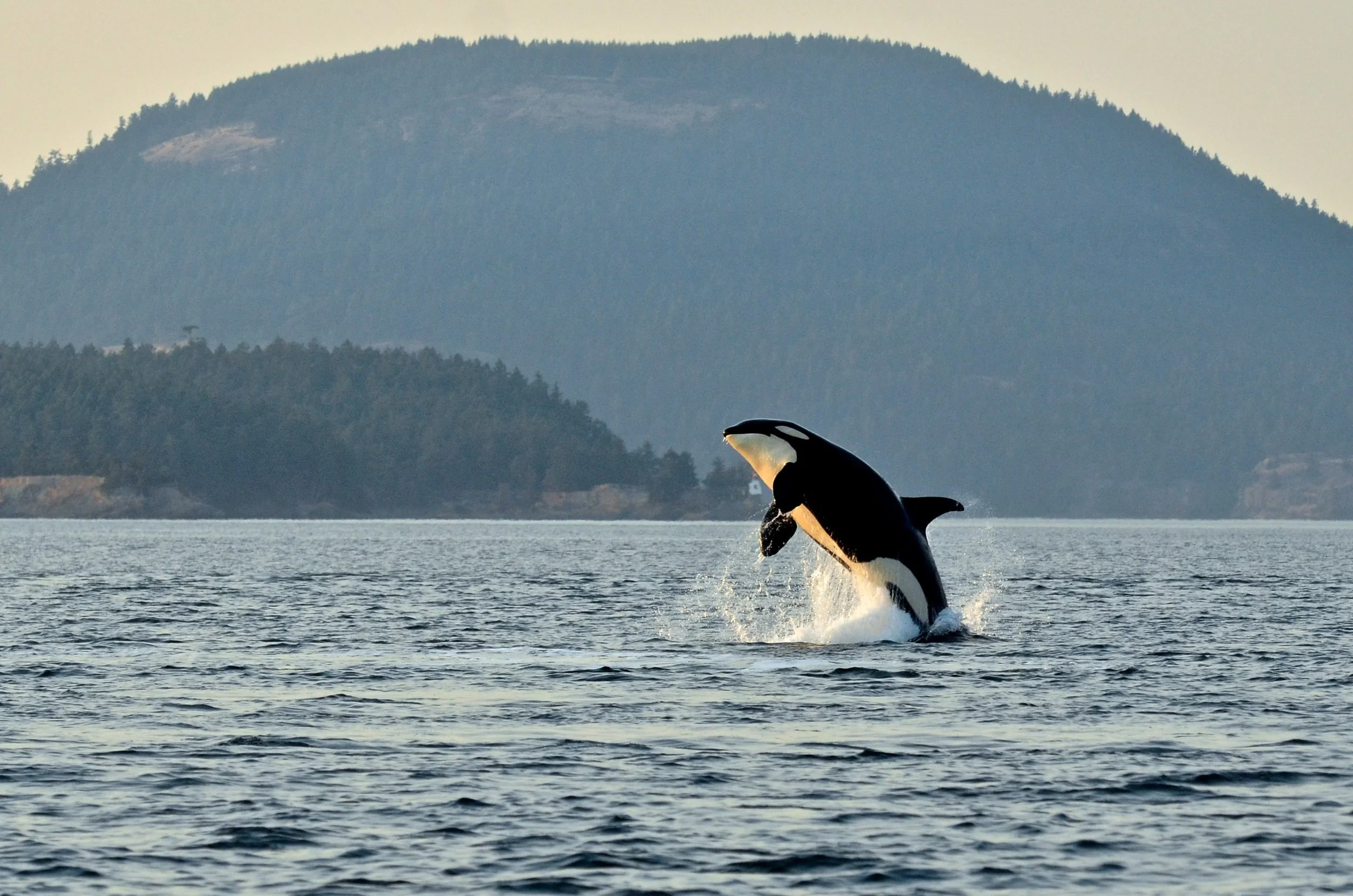 Protection from Peril: Securing a Future for the Southern Resident Killer Whales