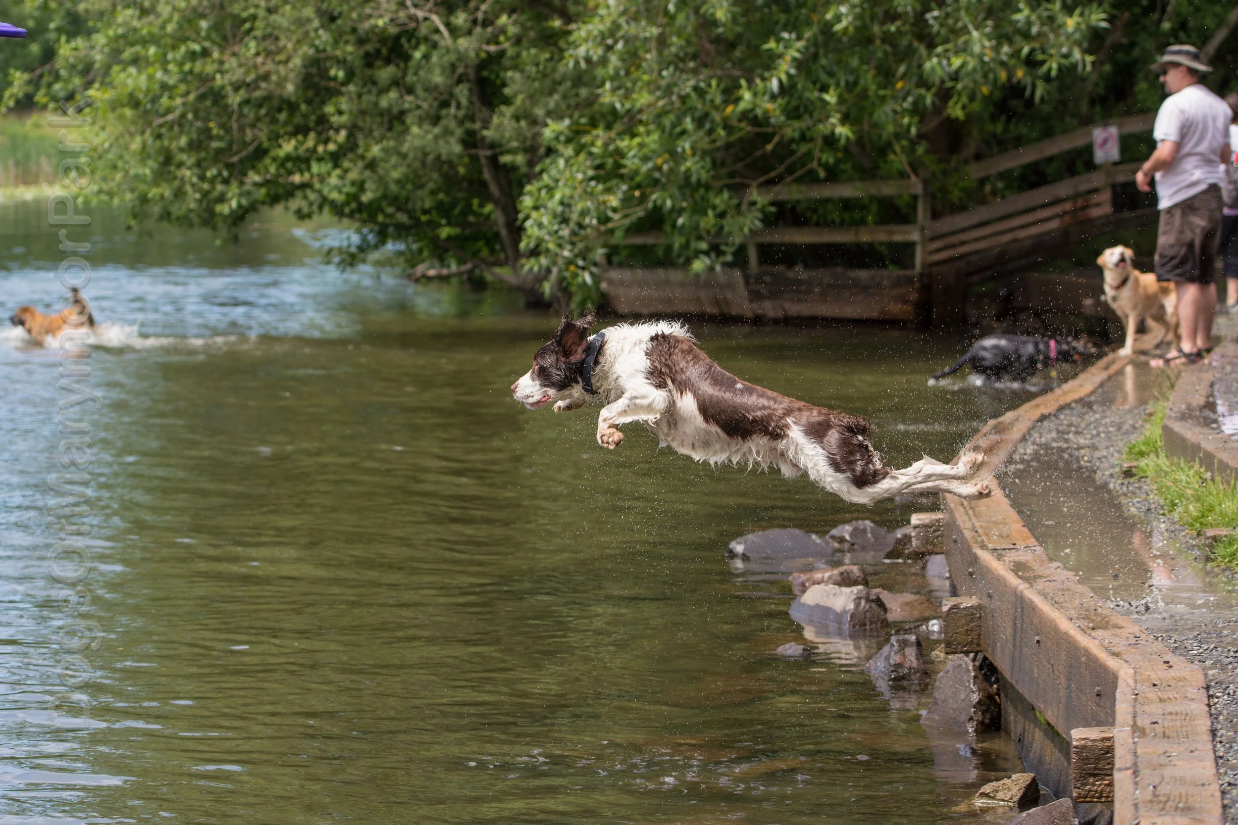 Barking Up the Right Tree: Dog Parks &amp; Urban Greenspace