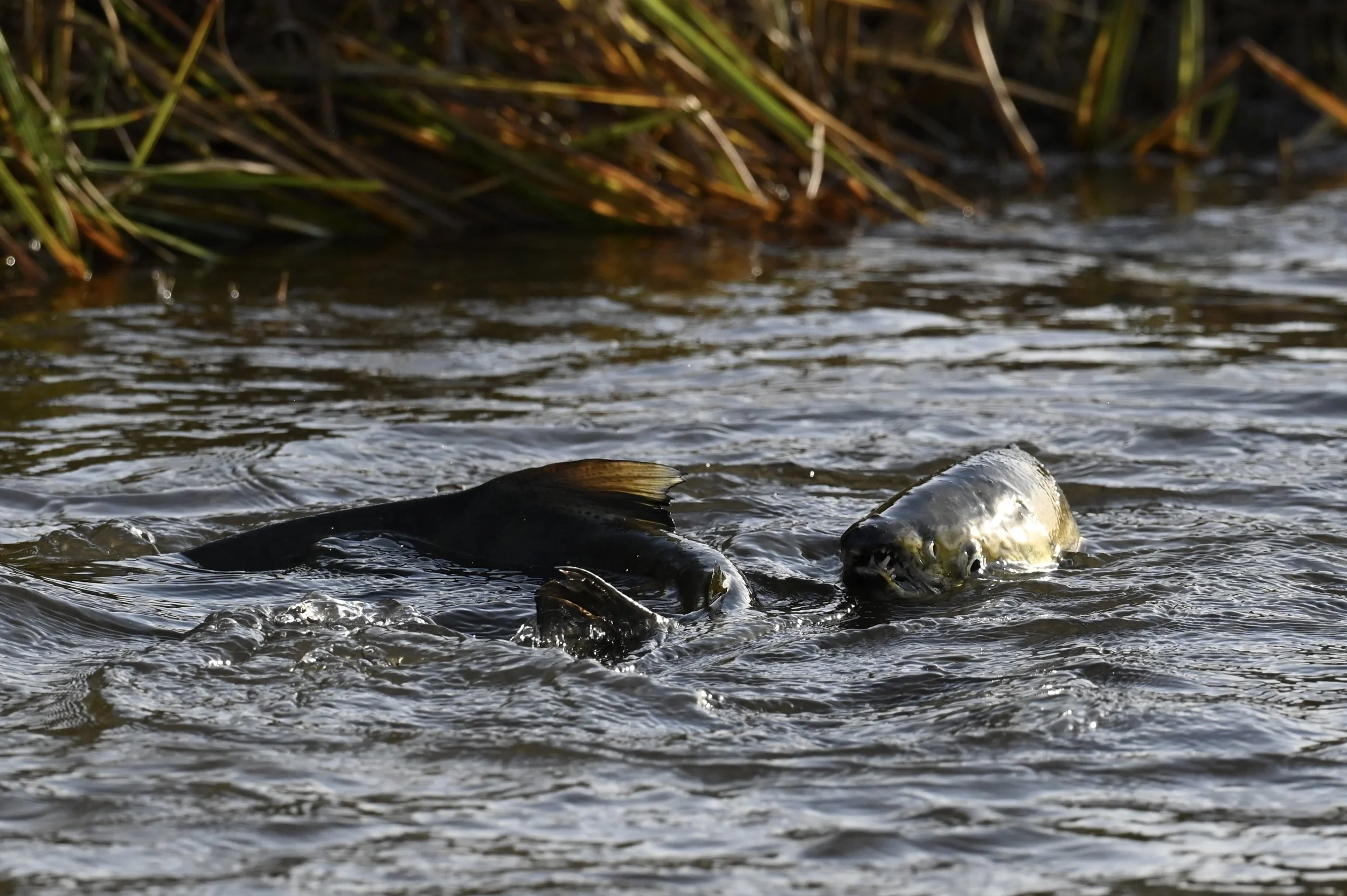 Slaughter For Salmon