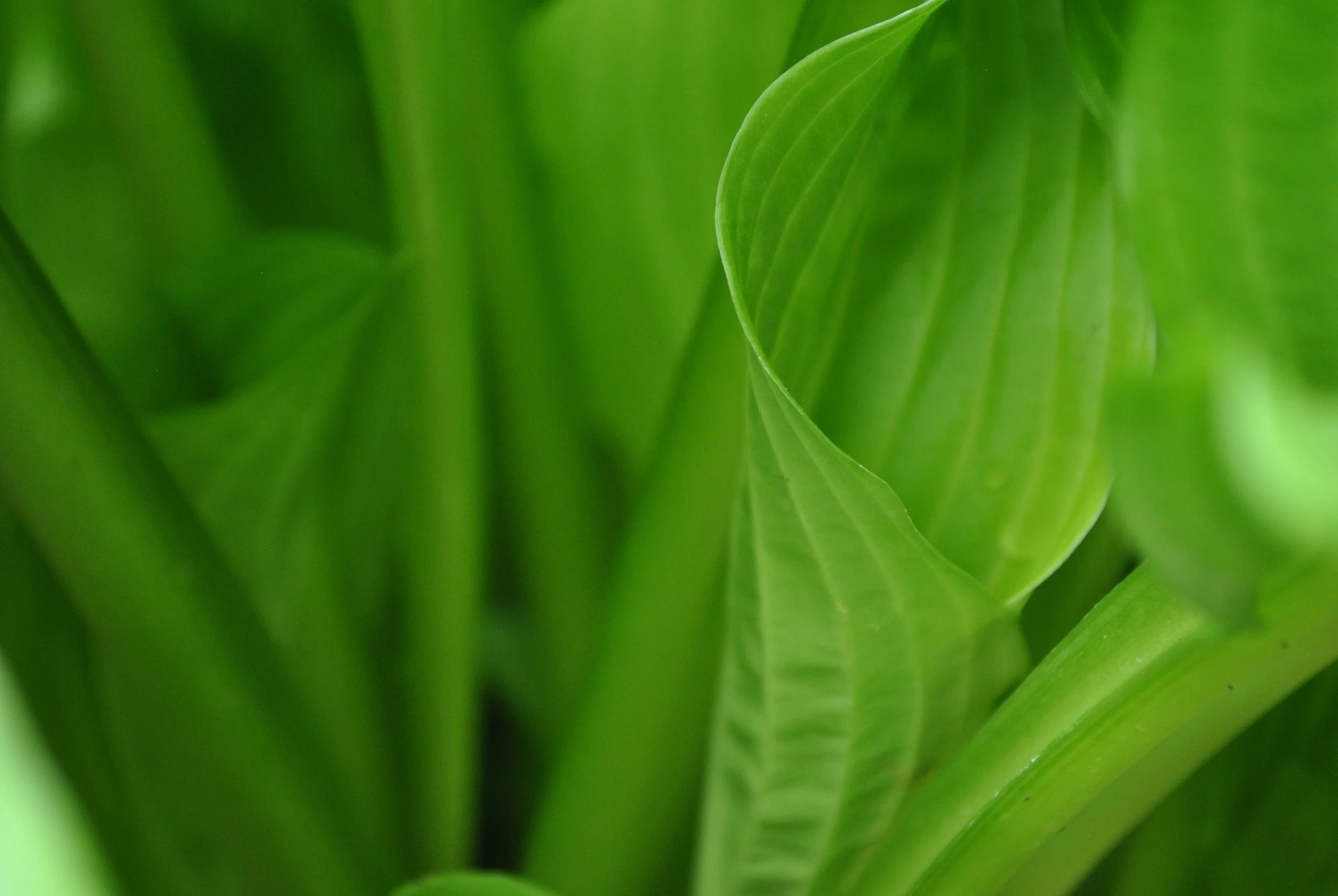 Curled leaf zac-leone-21051-unsplash.jpg