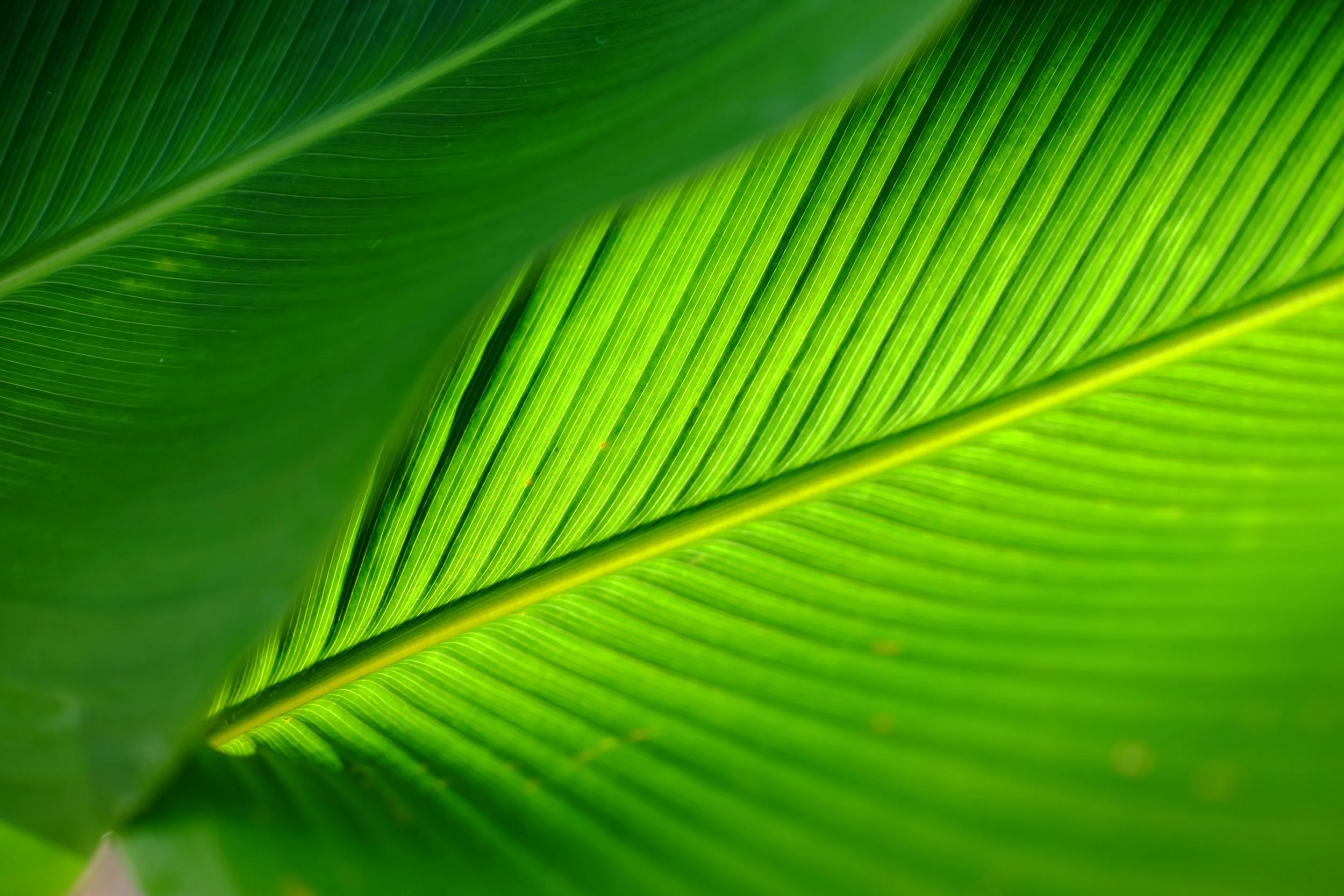 Green Palm ej-agumbay-356107-unsplash.jpg