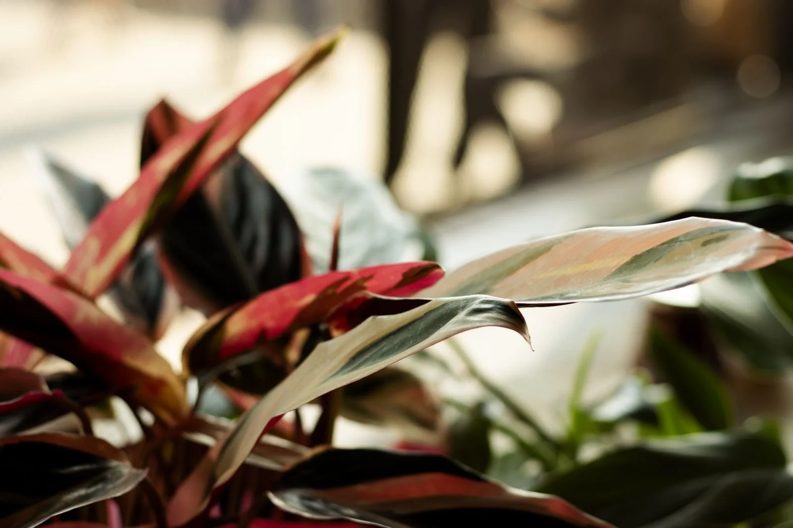 WhatsApp Image 2024-01-01 at 19.03.33 (1).jpeg