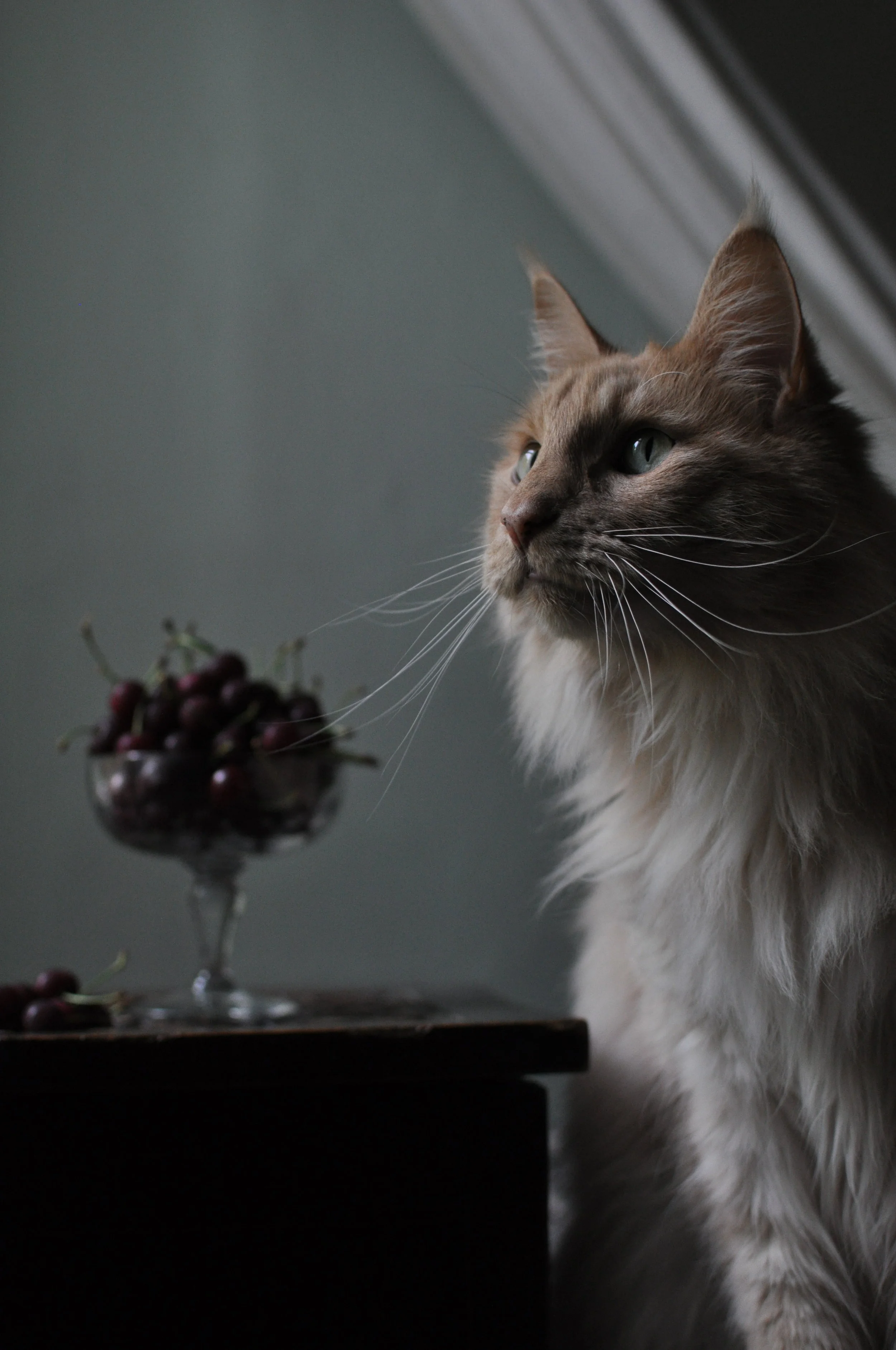 EMOSIWN Cherry & Haiku #2DSC_0377.JPG