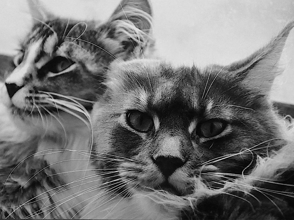 Maine Coon Cat Ghost&Freya.jpg