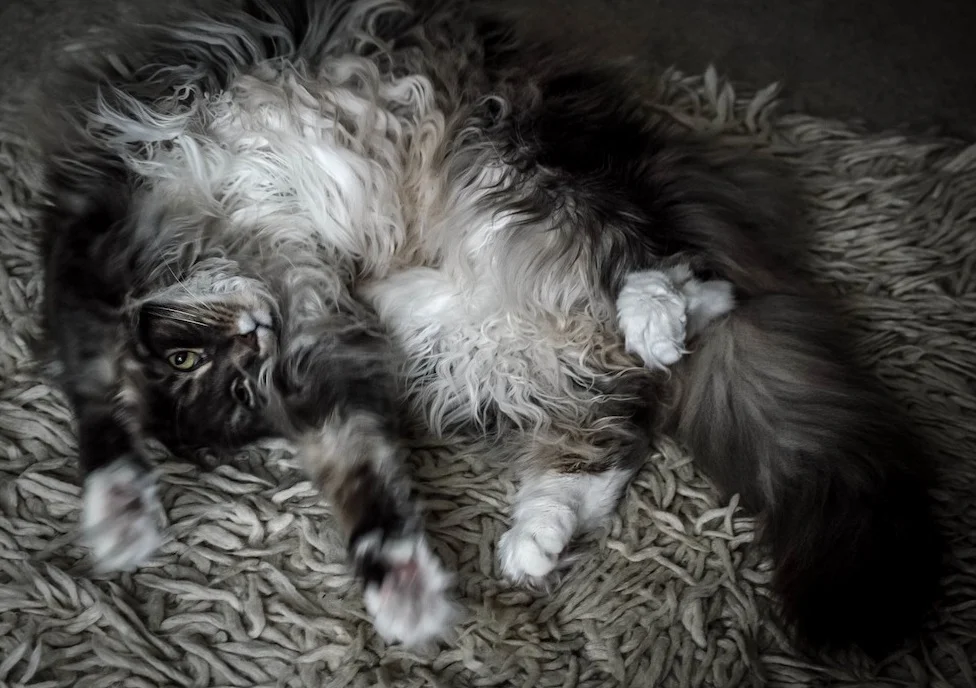 Maine Coon Cat Ghost DSC1119 copy.jpg