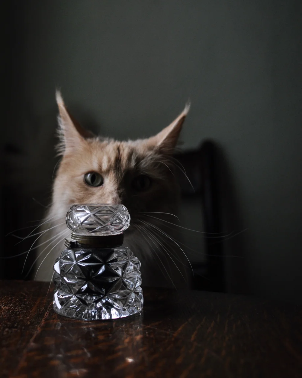 Maine Coon Cats Haiku Mochi E M O S I W N