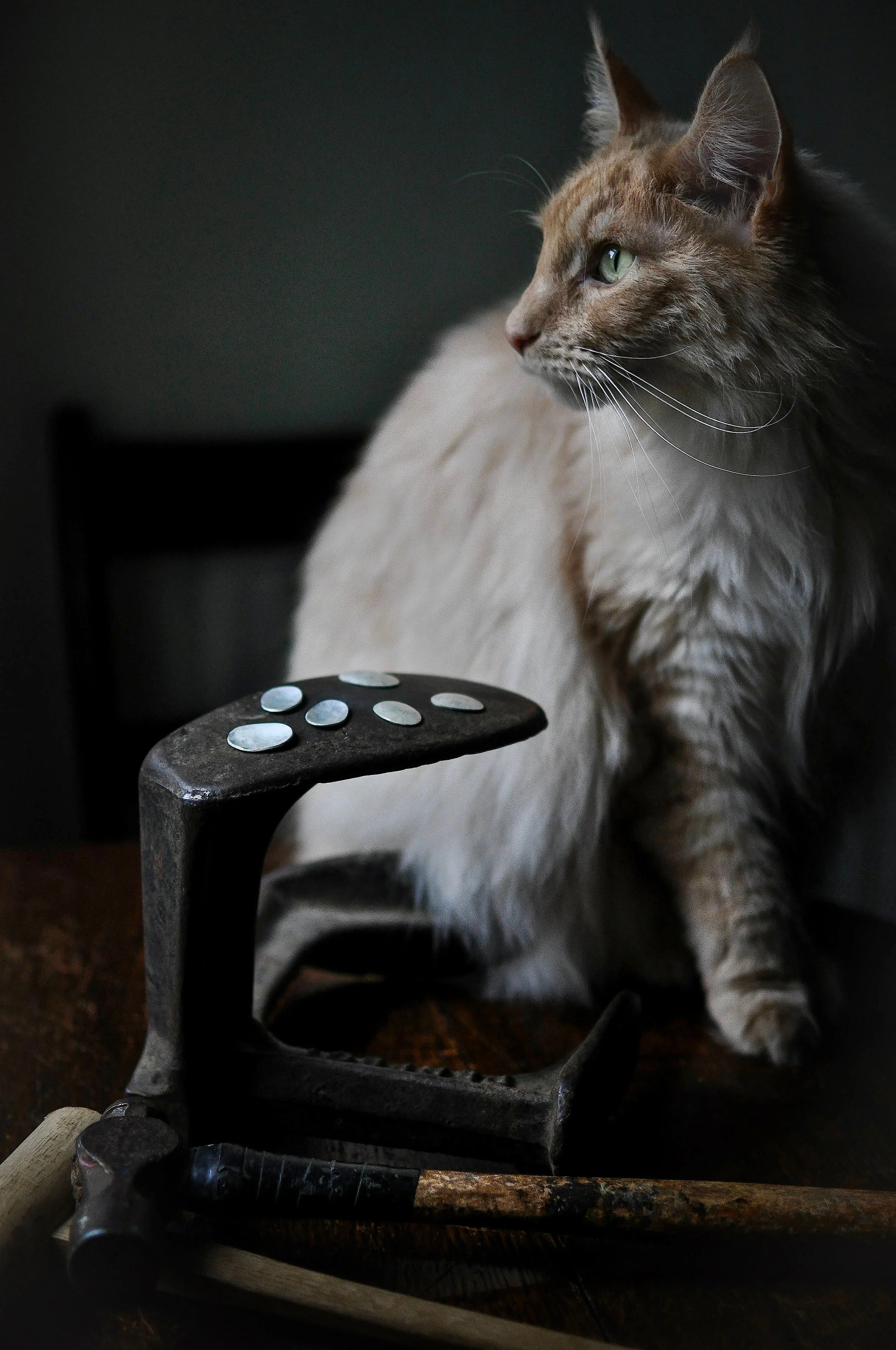 2 Maine coon cat haiku aug2019.jpg
