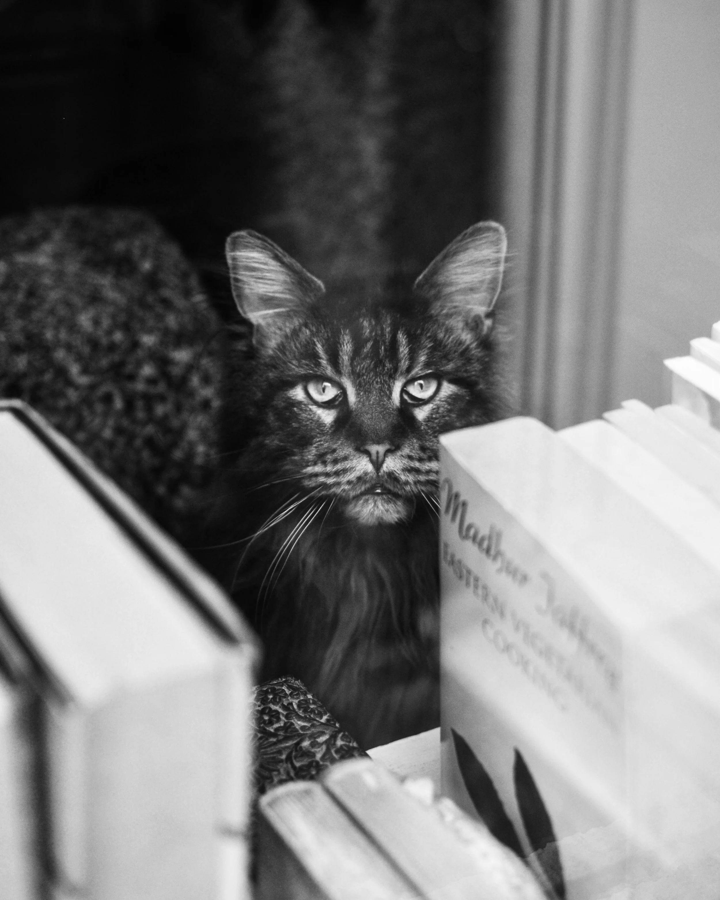 Bw 87B06088-9ADE-41B6-ACE6-BCA4B6BF3908.jpg