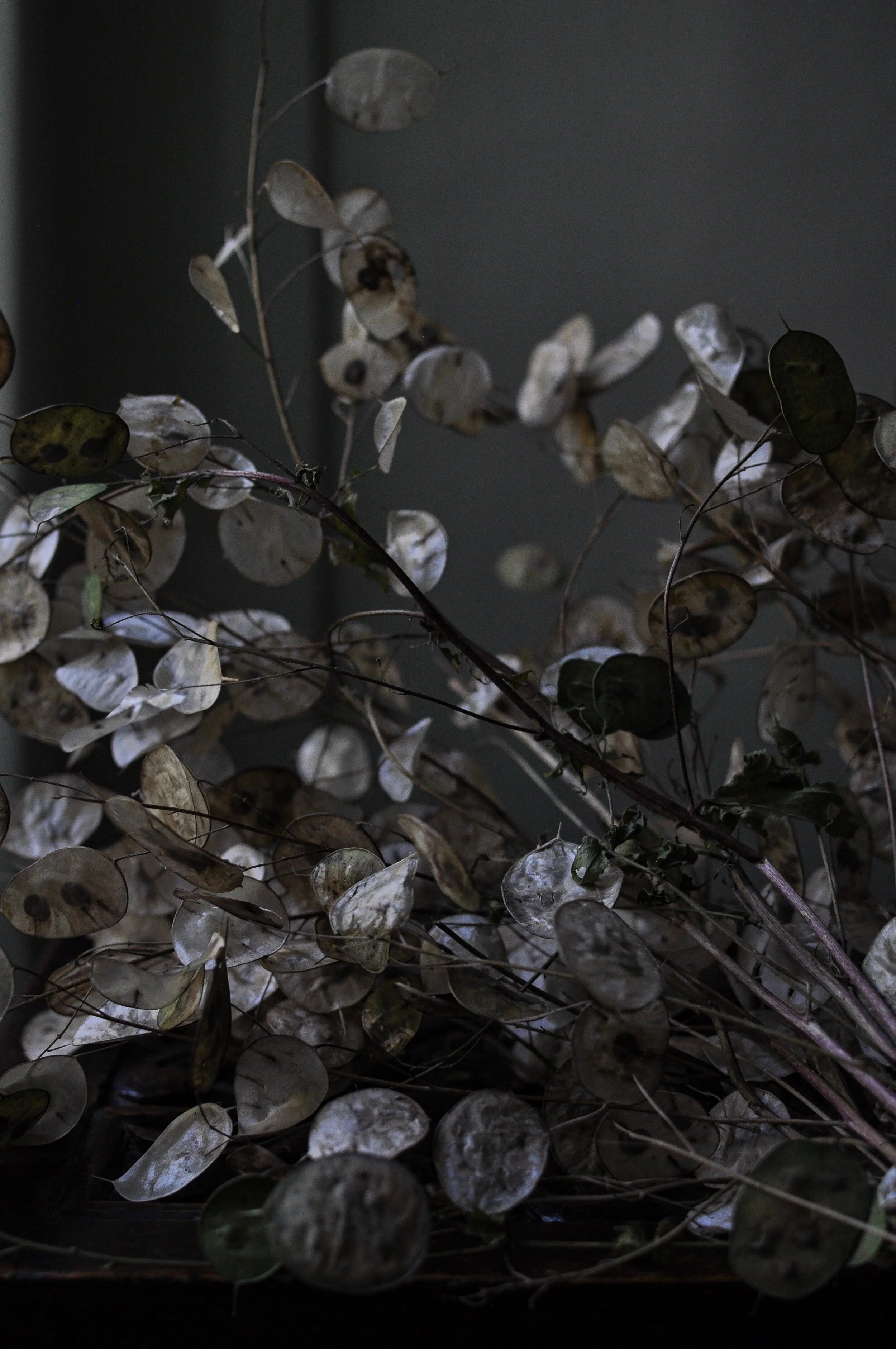 Lunaria / Honesty seed pods