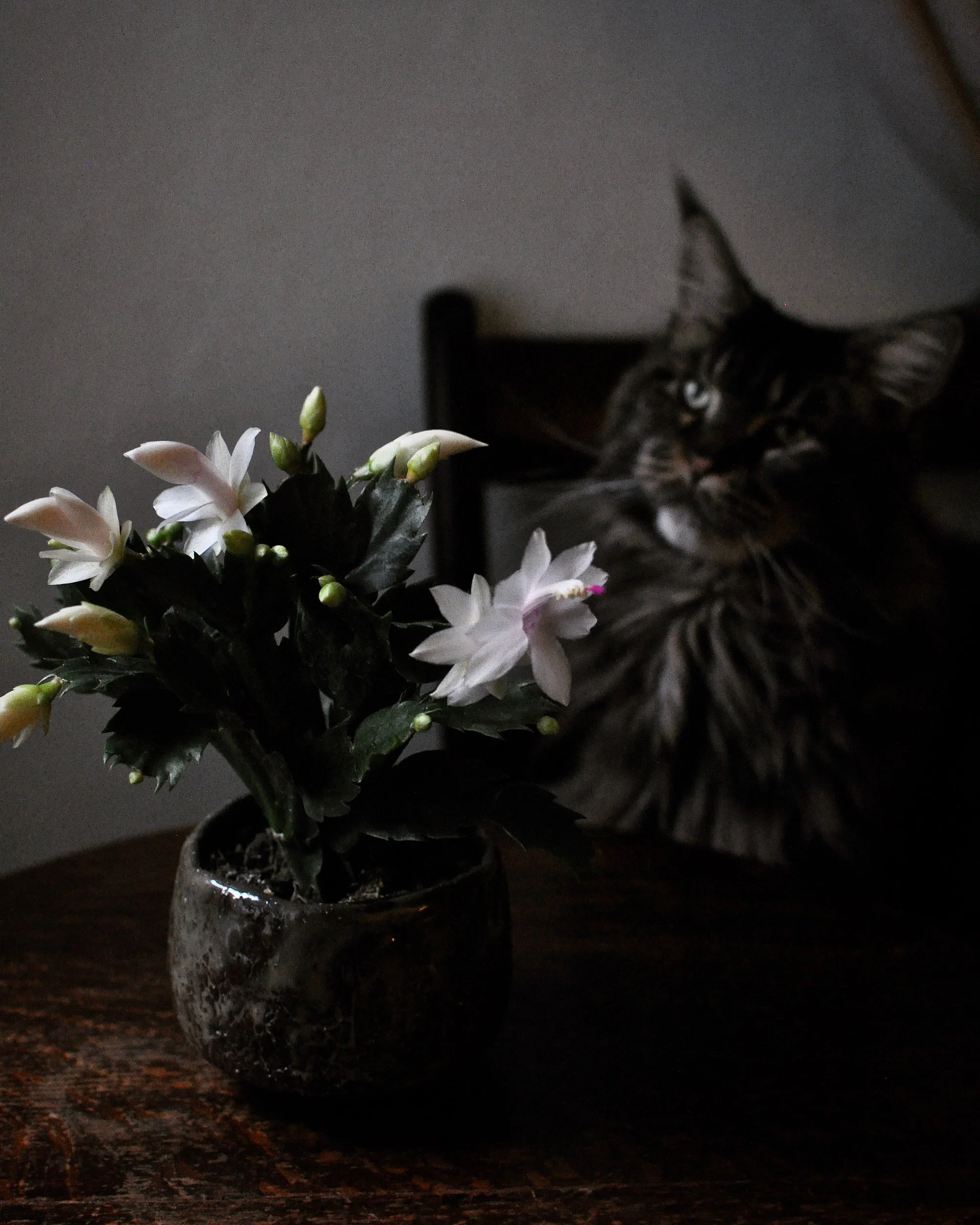 Christmas Cactus 