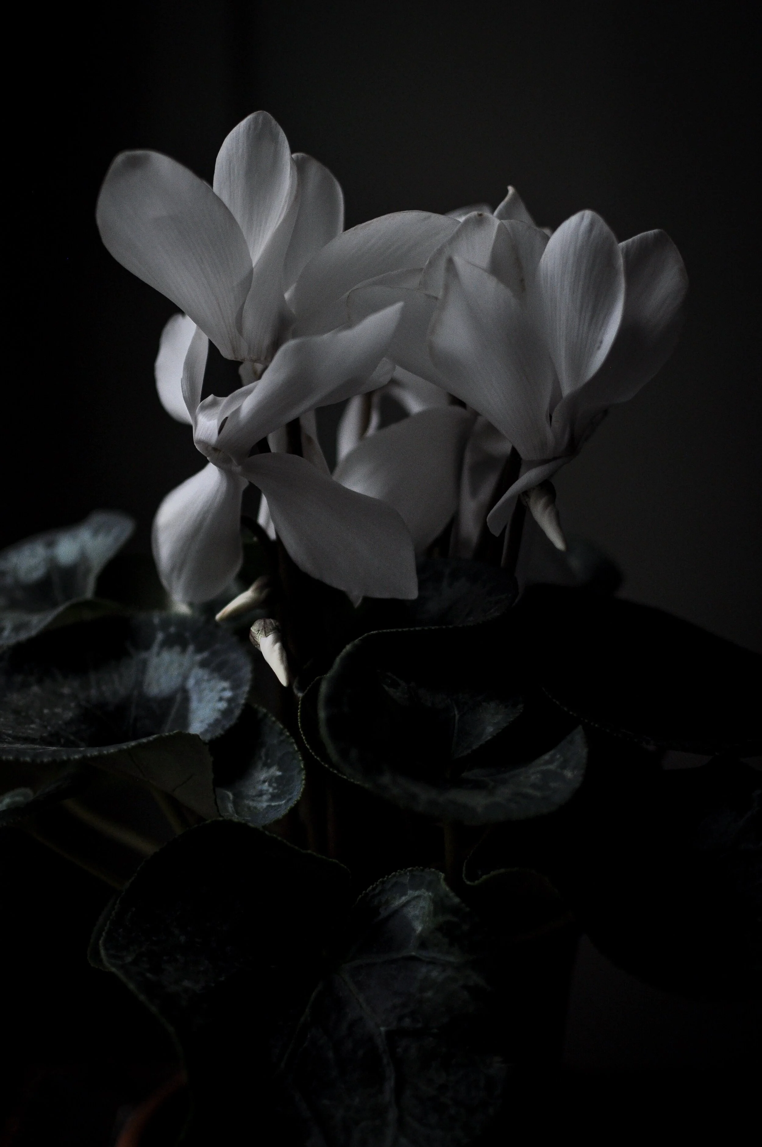 Beautiful Flowers &amp; A Christmas Comet