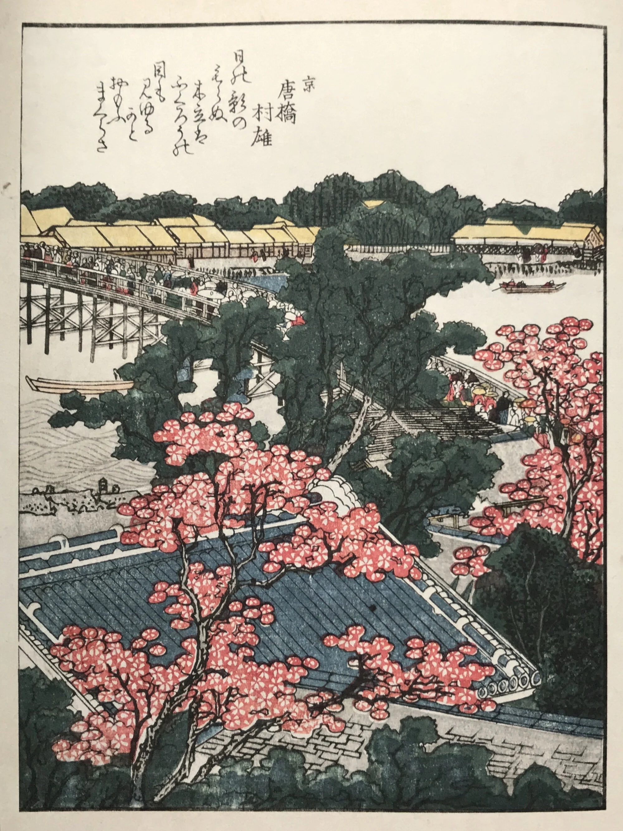 Sakura Cherry Blossoms