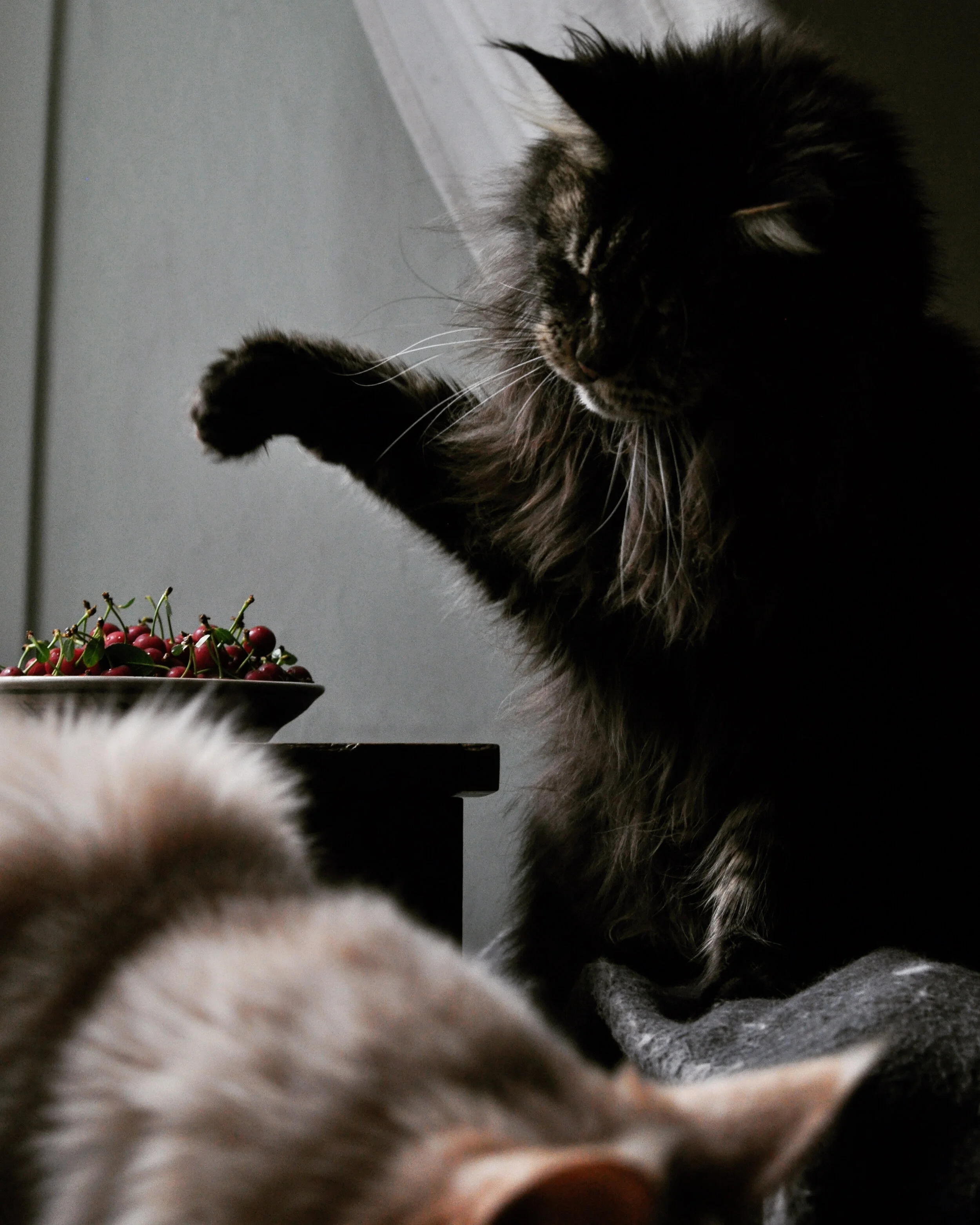 Mochi &amp; Haiku