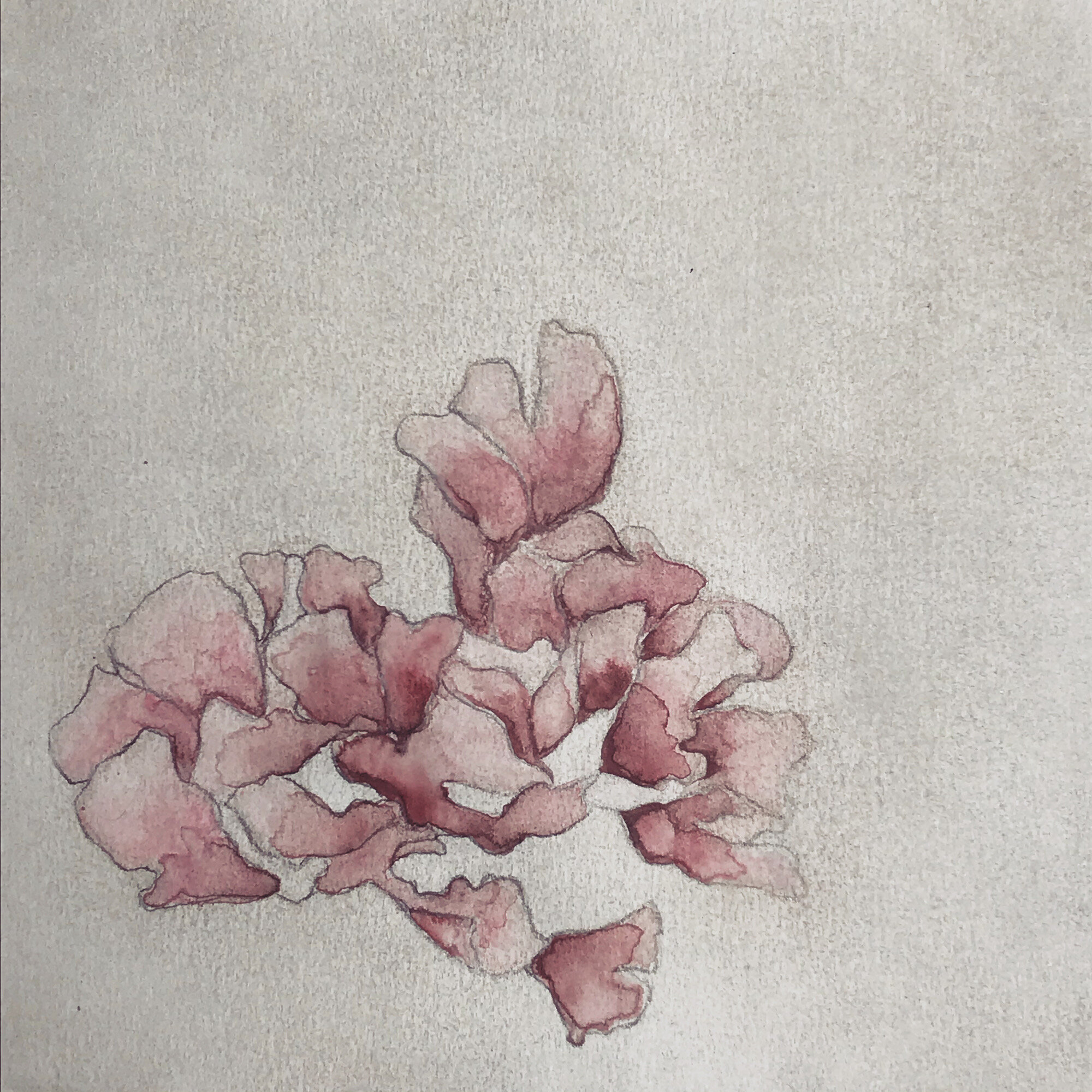 Everybody is a Flower [Day 86]