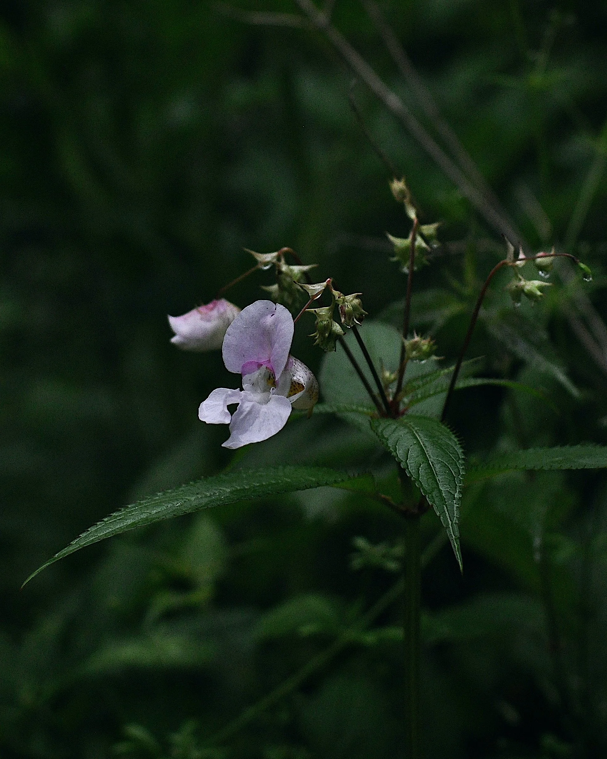 11jul blog用0693 copy.jpeg