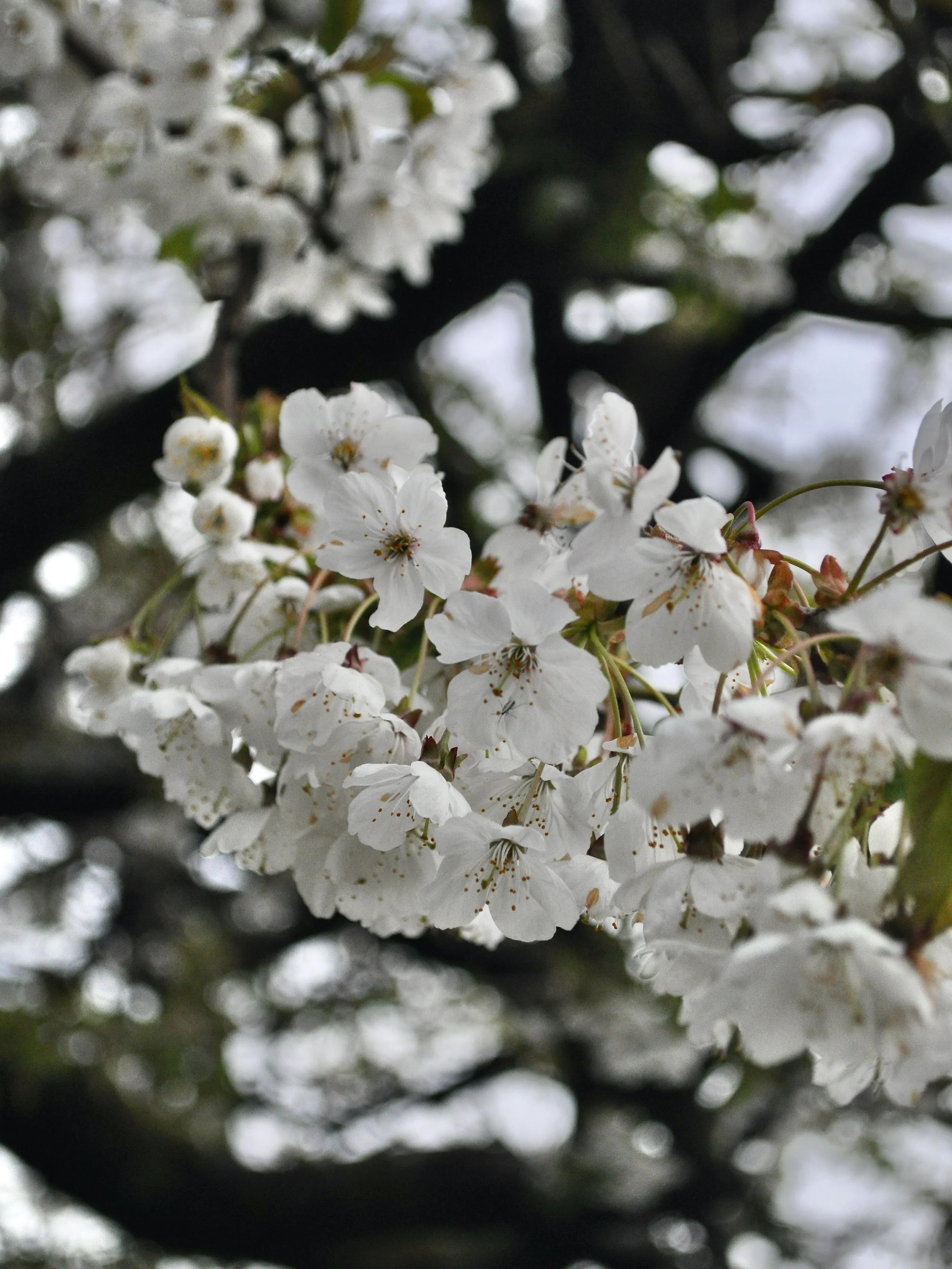 April Photo Diary 2022