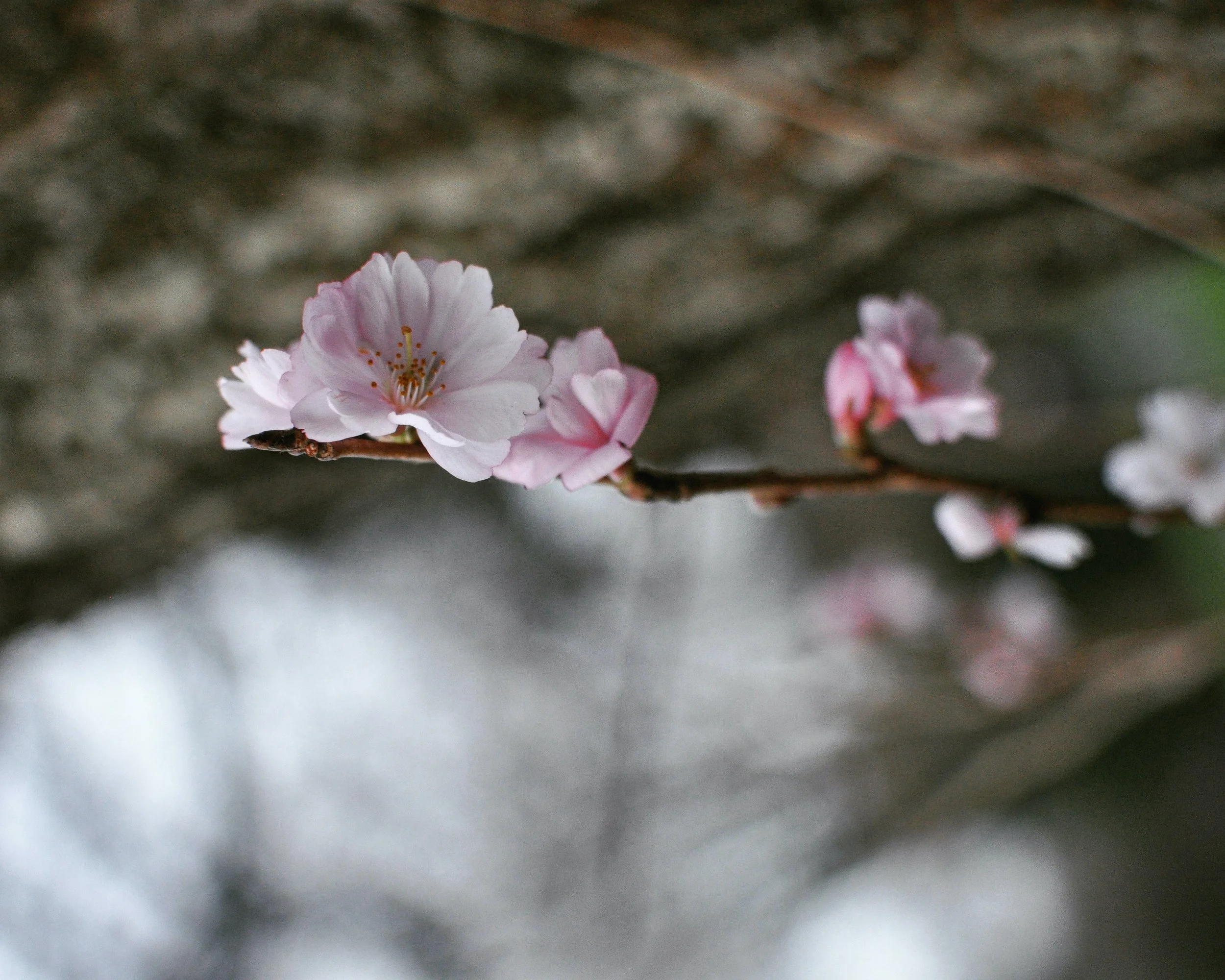 February Photo Diary 2023