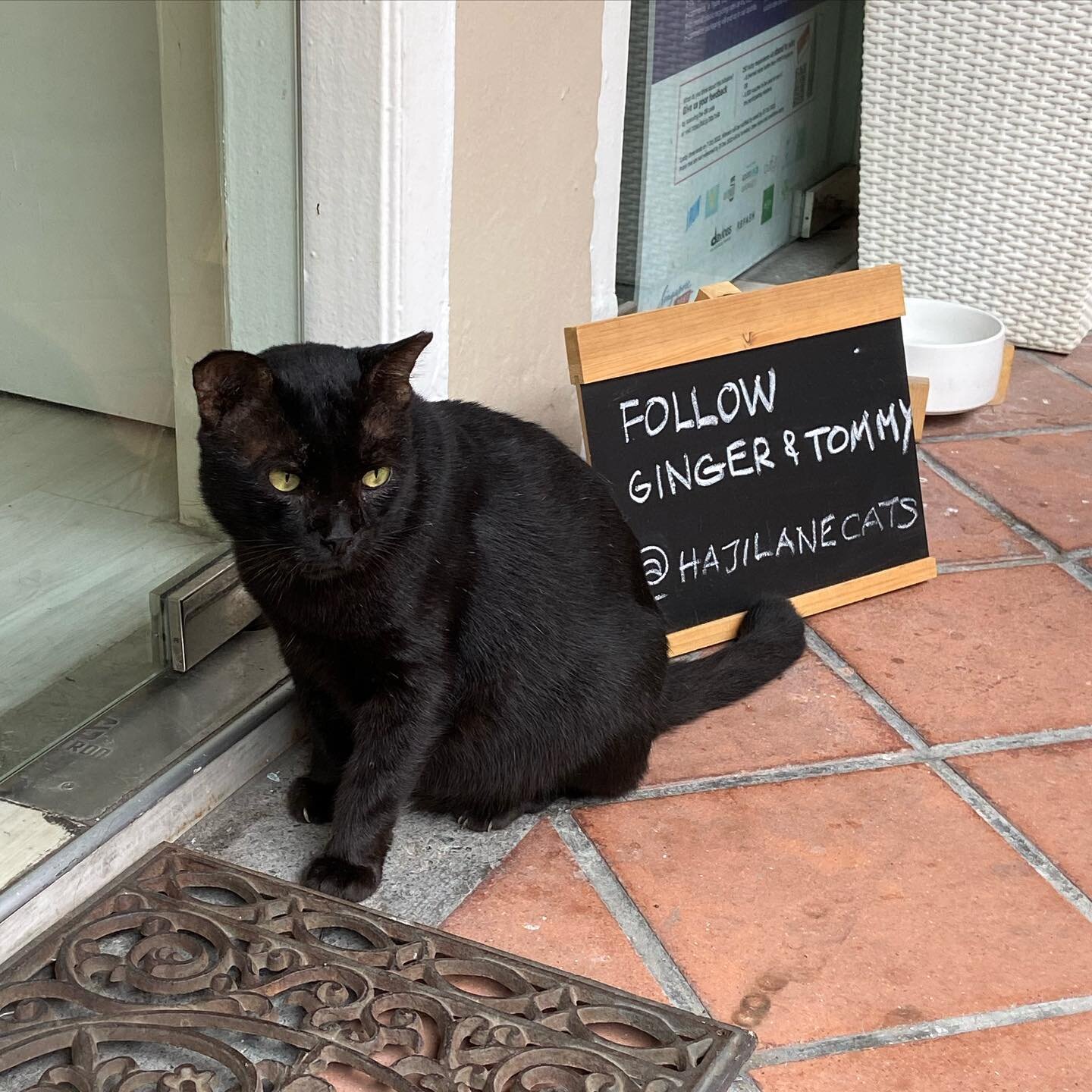 Tommy @hajilanecats  Found this big fella yesterday on streets of Singapore&hellip;. Turns out he&rsquo;s fallen on his feet outside @shopoutfyt