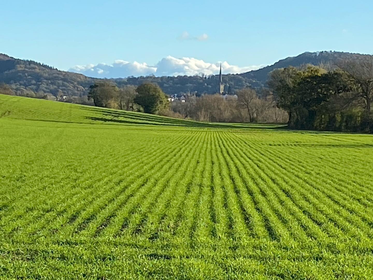 Not too shabby being home again #rossonwye #herefordshire #greengreengrass #novembersun #postholdiayblues