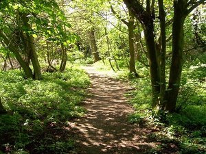 66447085-main-woodland-walks-00.jpg