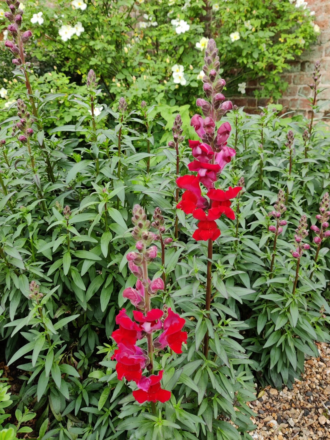 Antirrhinum.jpg