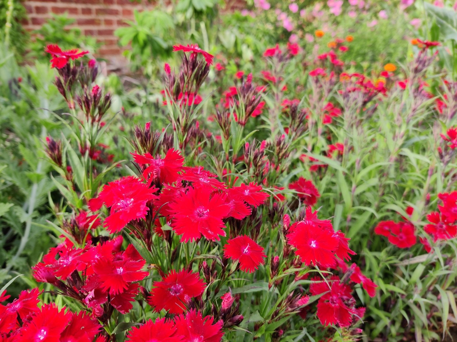 Dianthus Rockin Red.jpg