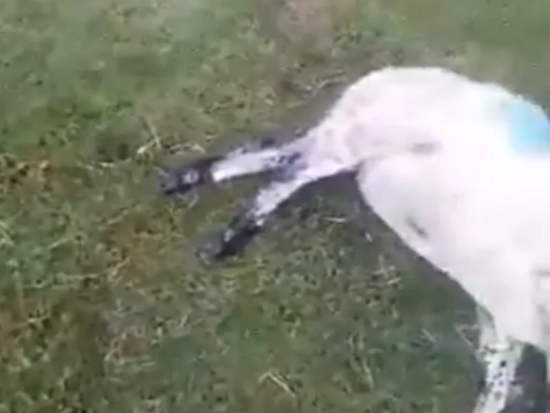 A NUMBER OF SHEEP HAVE BEEN STUCK BY LIGHTNING IN DONEGAL TODAY AND KILLED - VIDEO