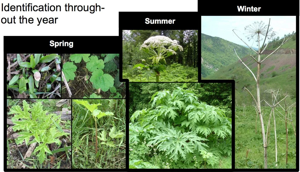 gian-hogweed-throughout-the-year.jpg