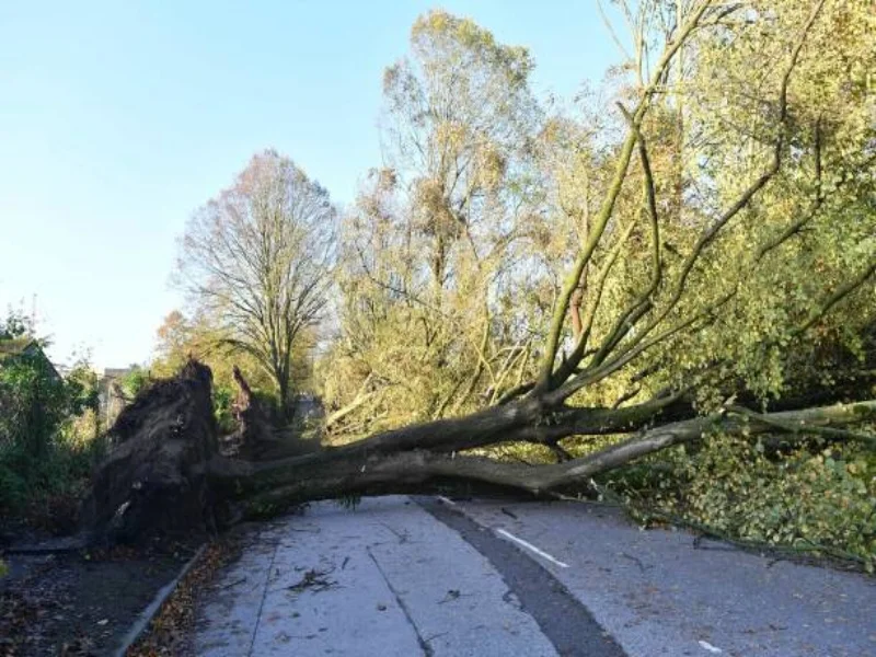 MOTORISTS URGED TO SLOW DOWN AND BE CAUTIOUS OF FALLING TREES AND BRANCHES ON ROADS THIS MORNING