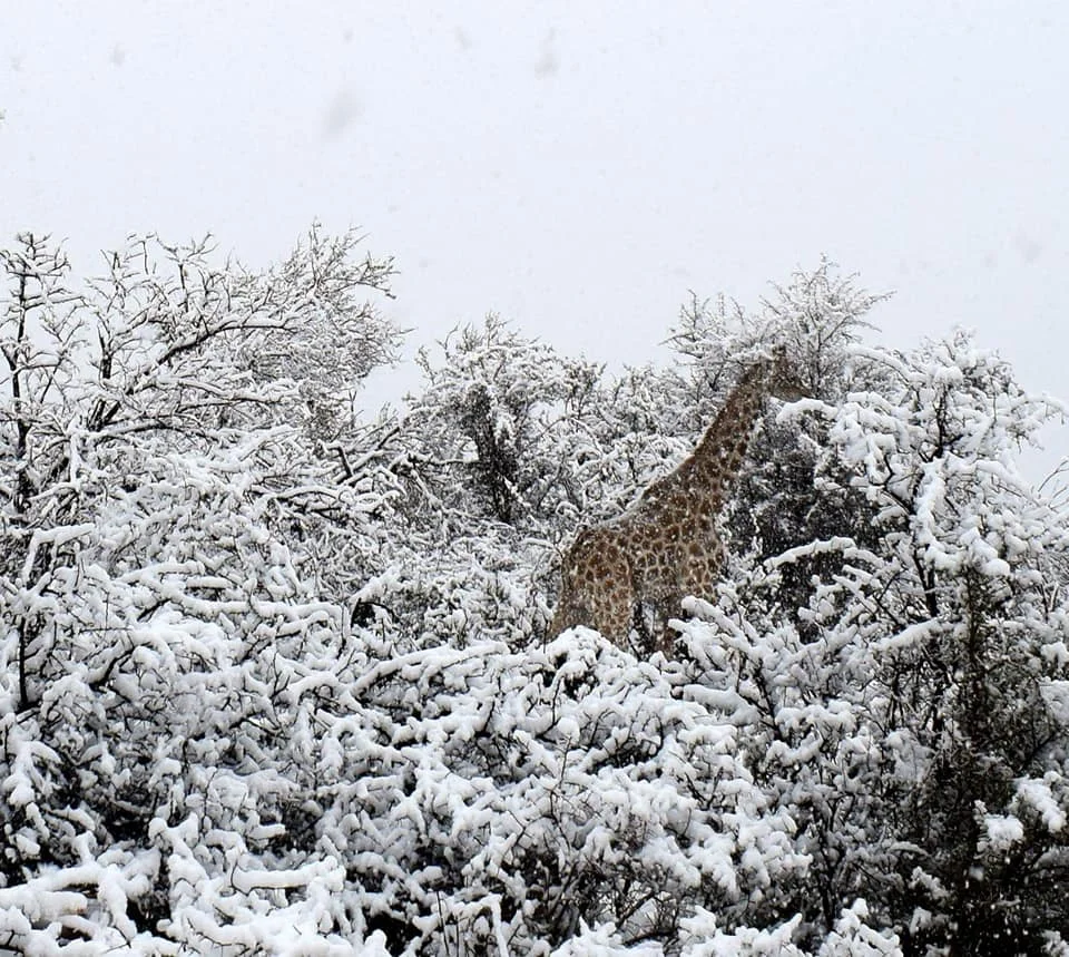SNOW GIR.jpg