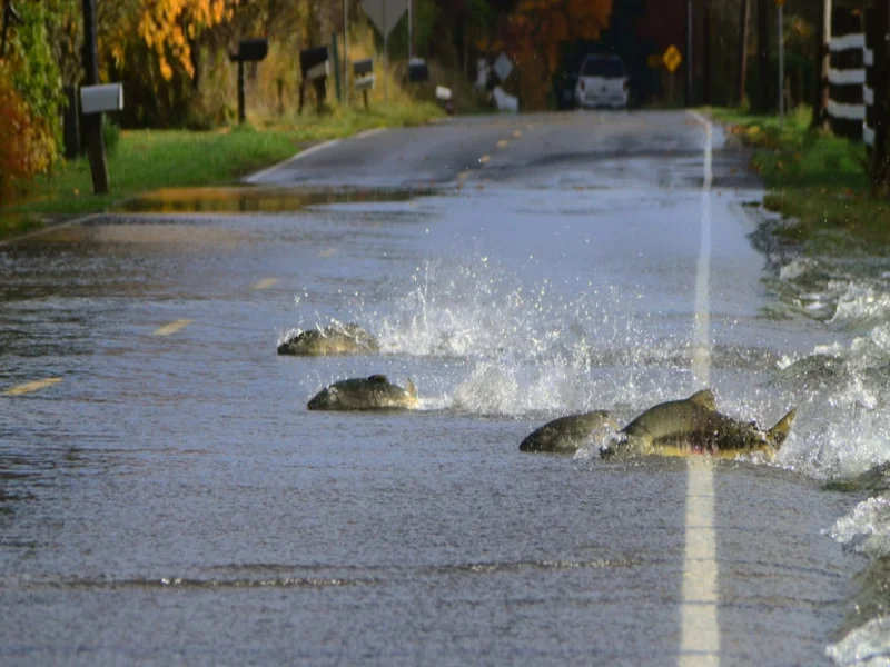 WHY DID THE SALMON CROSS THE ROAD?