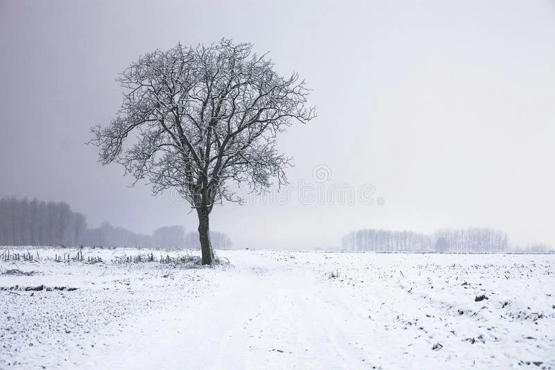 lone-tree-winter-landscape-83078471.jpg