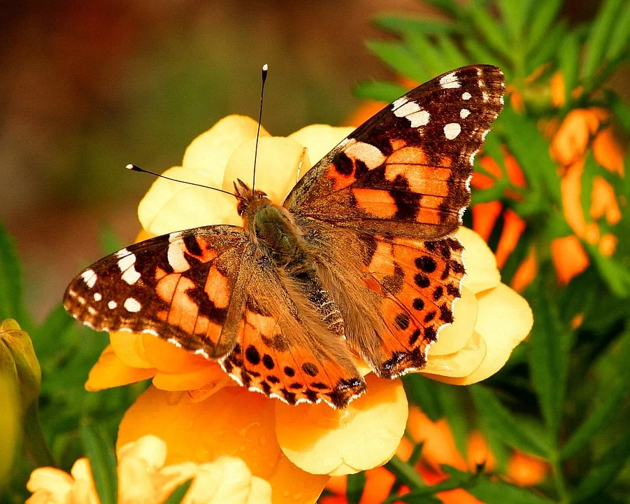 Pictured above a paint lady butterfly