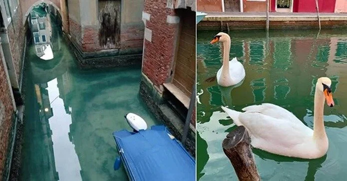 Venice canals clear as fish return and can be seen again 