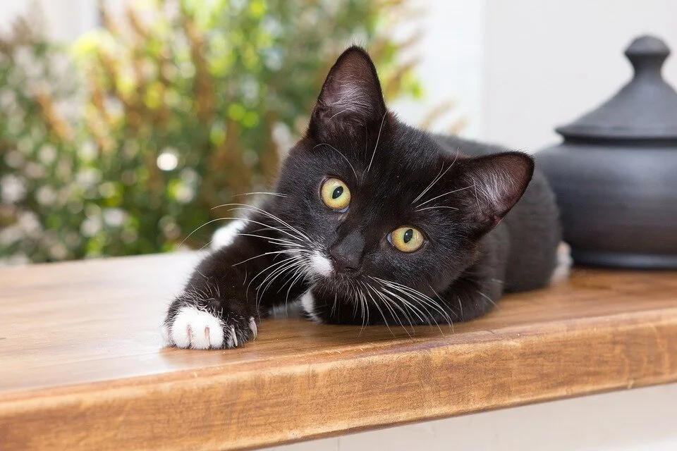 First cat infected with COVID-19 reported in Belgium 