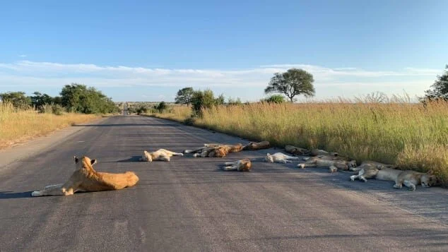 Lions in South Africa taken it very easy as the country is in lockdown