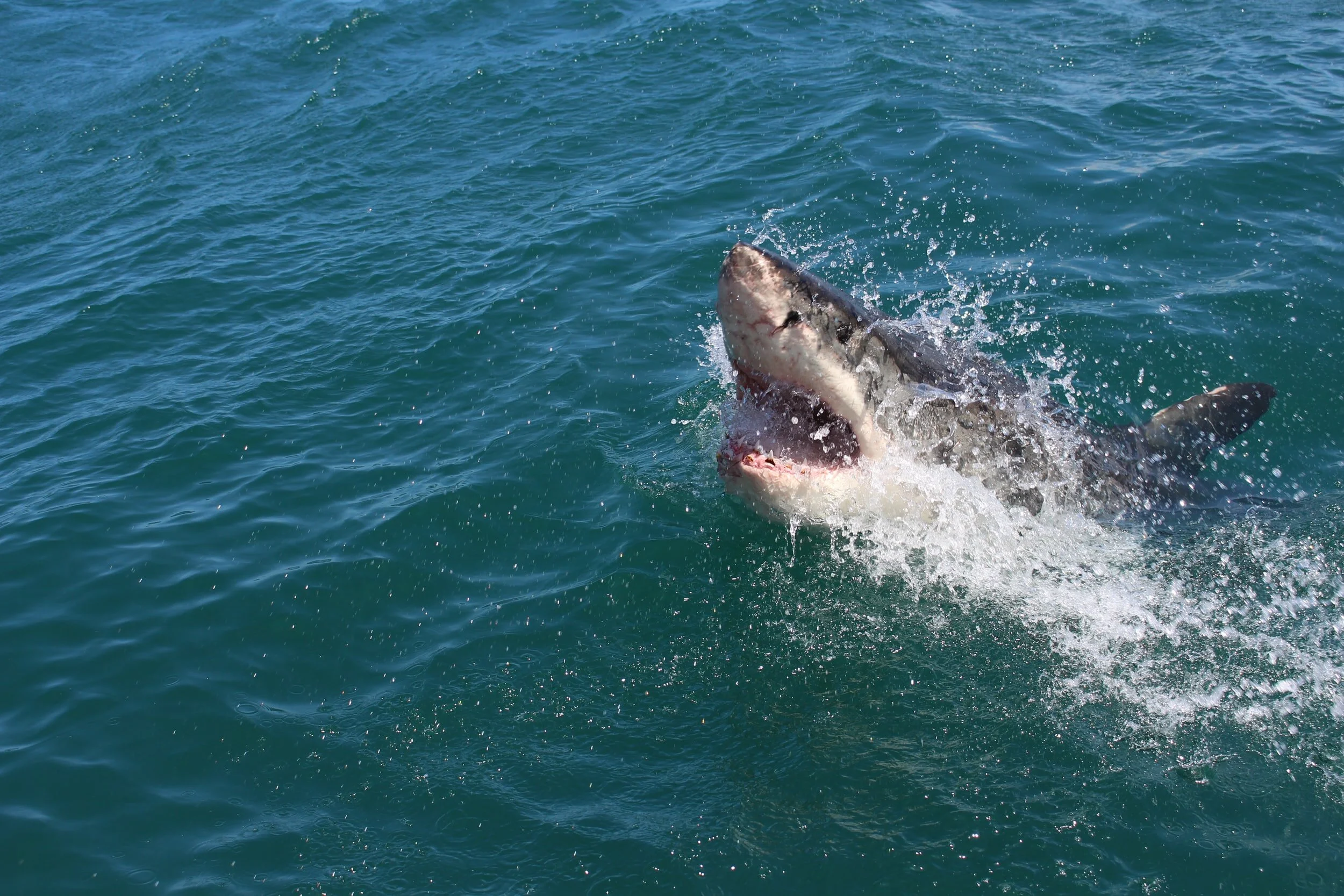 10 year old boy bitten by a shark in western Australia 