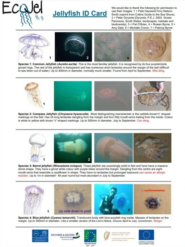 Download PDF HERE