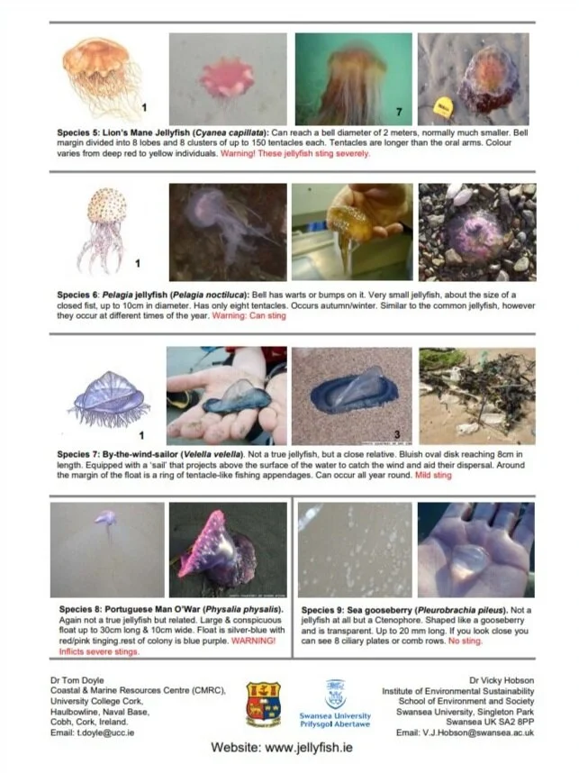 Download PDF HERE