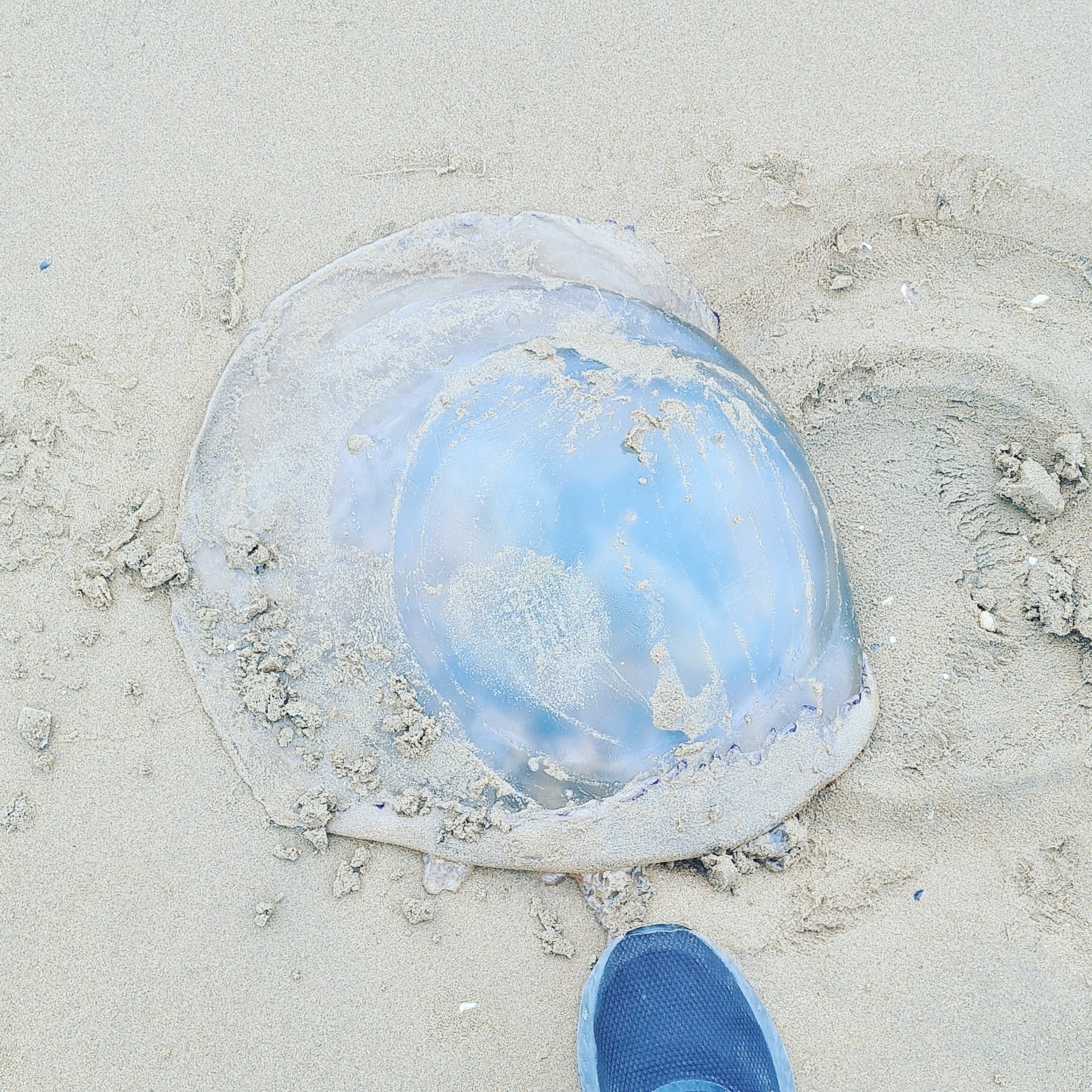 This jelly fish was washed up on at Stragill beach Thursday morning and there was reports of a few on Culdaff beach, Donegal too - Photo by RNLI Lough Swilly