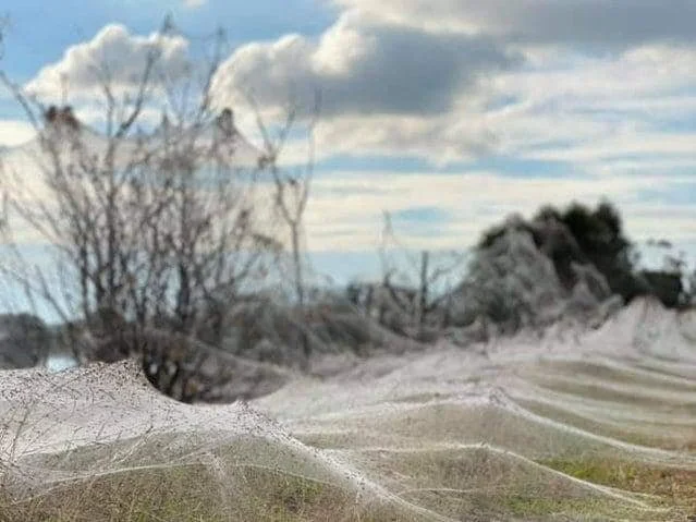 Spider apocalypse hits Victoria, Australia after heavy rains &amp; floods