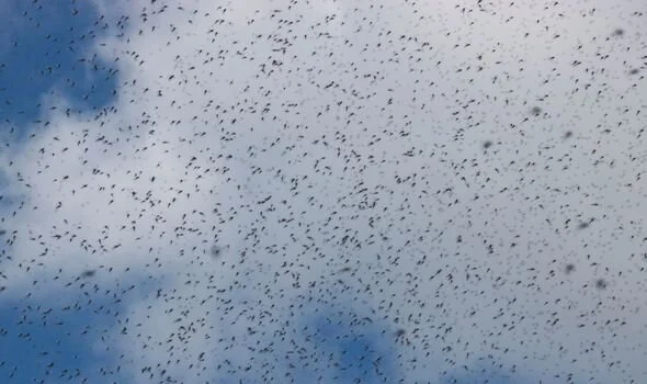 Swarms of flying ants spotted over Donegal today