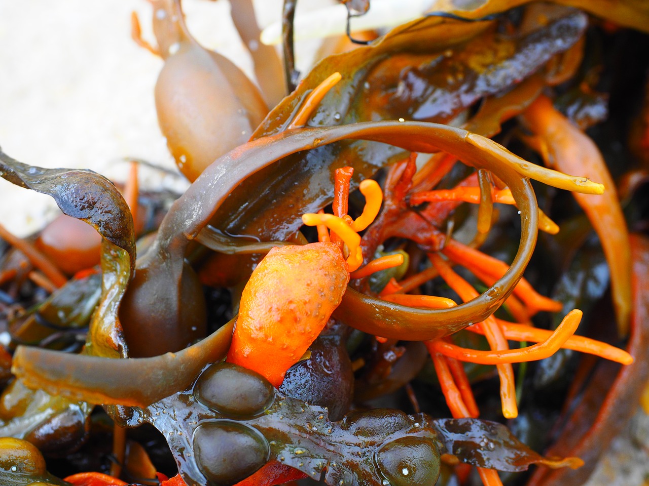 bladderwrack.jpg