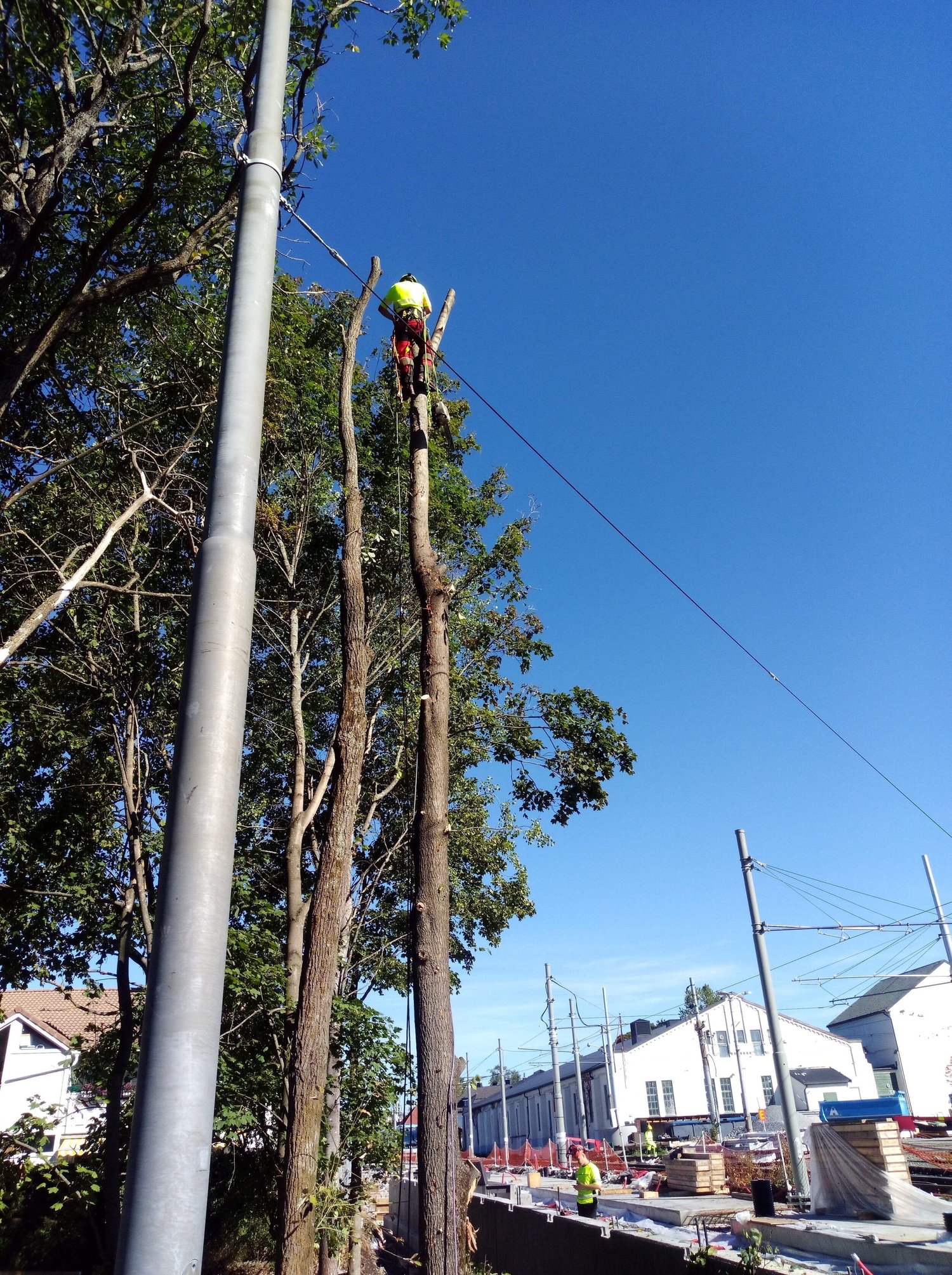 Arborist fra Greina utfører seksjonsfelling ved baneområde