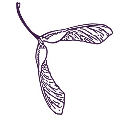 Ahorn_Seed.png