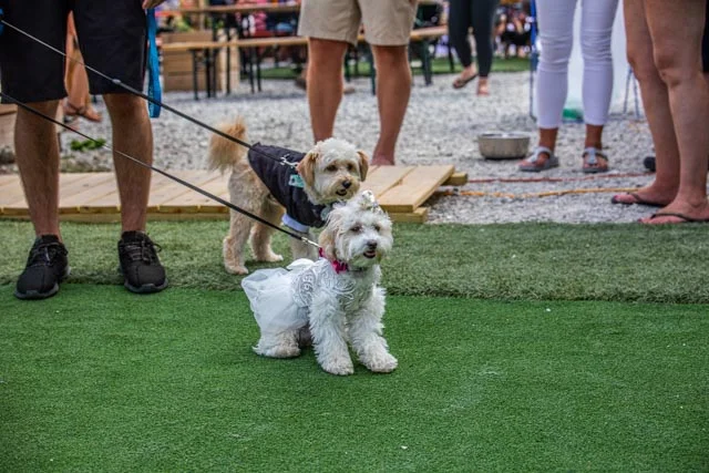 2019 Private School Pups Small Dog Rescue Race-17.jpg