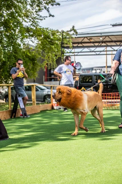2019 Private School Pups Small Dog Rescue Race-42.jpg