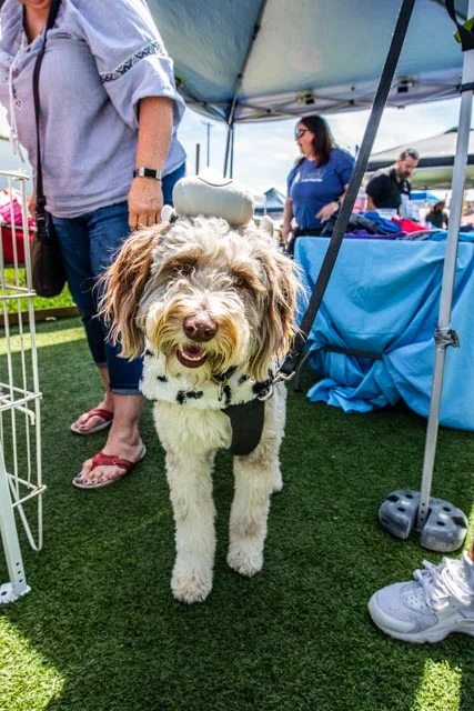 2019 Private School Pups Small Dog Rescue Race-70.jpg