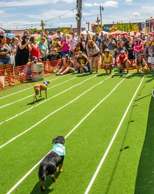 2019 Private School Pups Small Dog Rescue Race-114.jpg